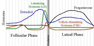 P.O.T.S & Periods: Postural Orthostatic Tachycardia Patient's Menstrual Cycles