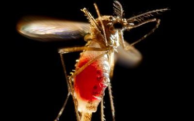 CDC Reports: First Chikungunya case acquired in the United States reported in Florida