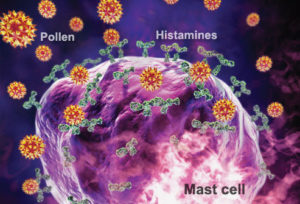 princ_rm_photo_of_mast_cell